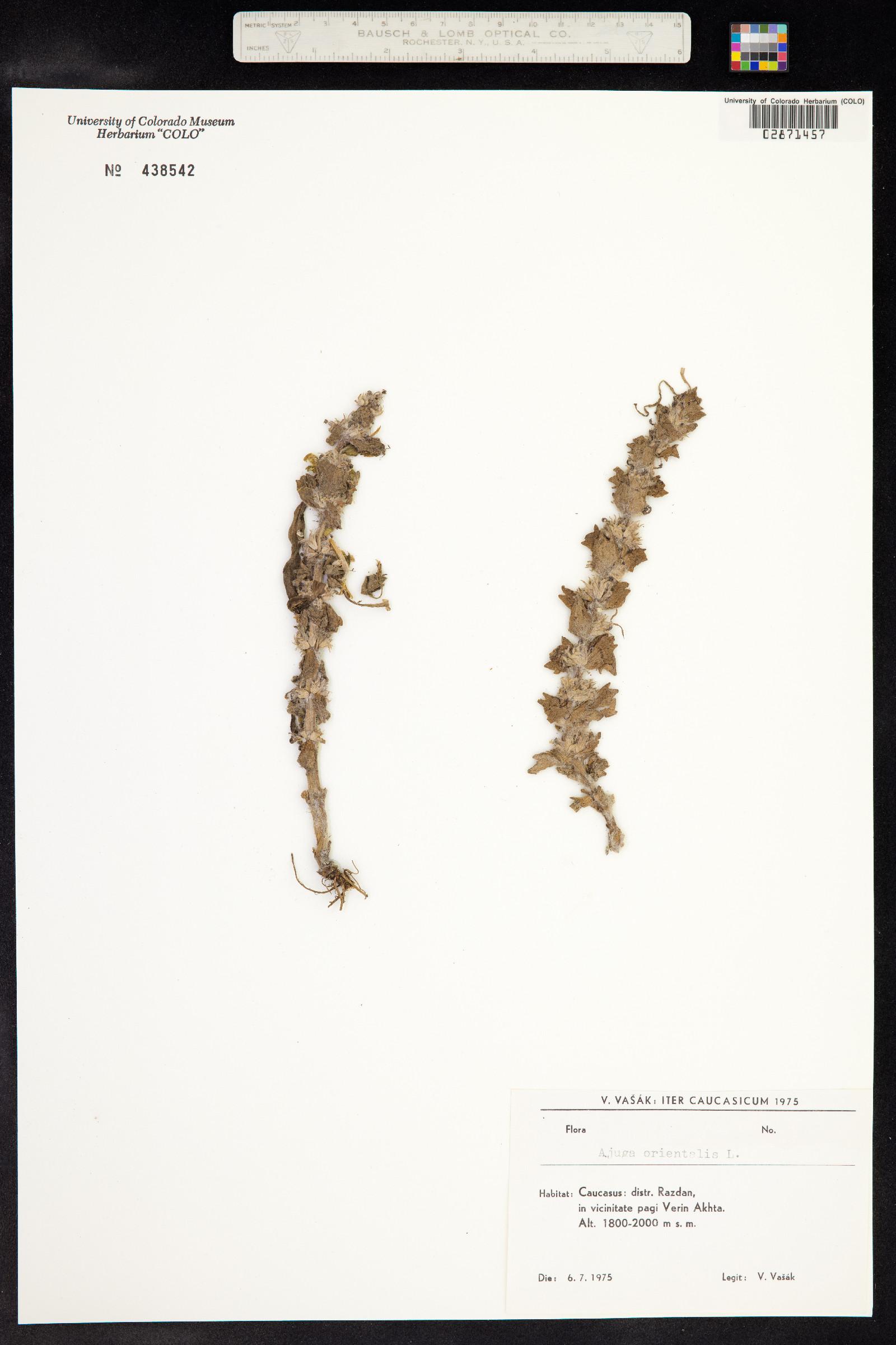 Ajuga orientalis image