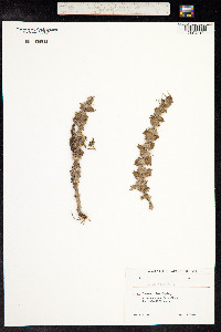 Ajuga orientalis image