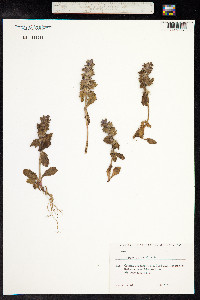 Ajuga orientalis image