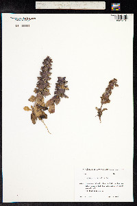 Ajuga orientalis image