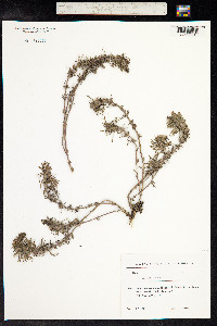 Ajuga chia image