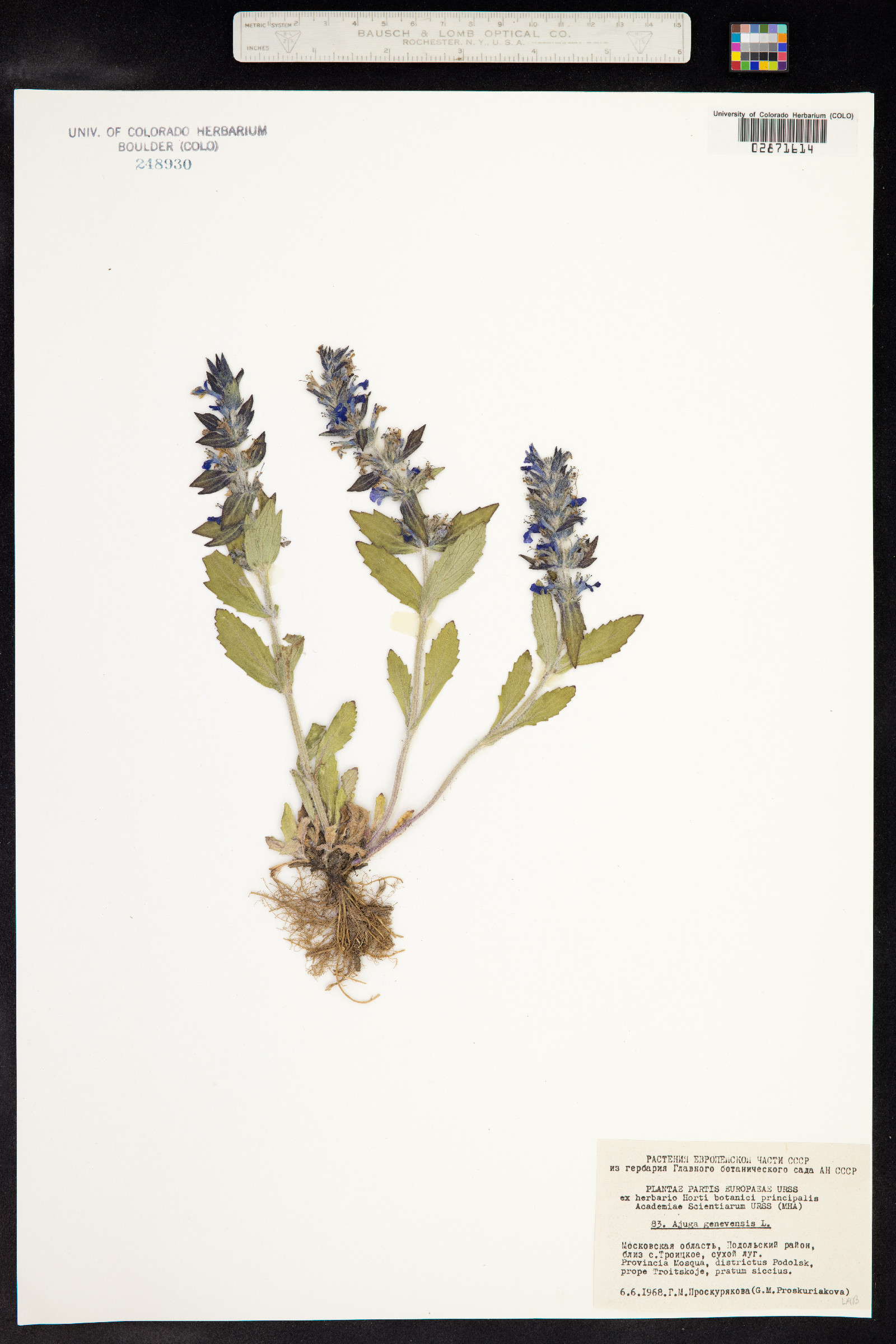 Ajuga genevensis image