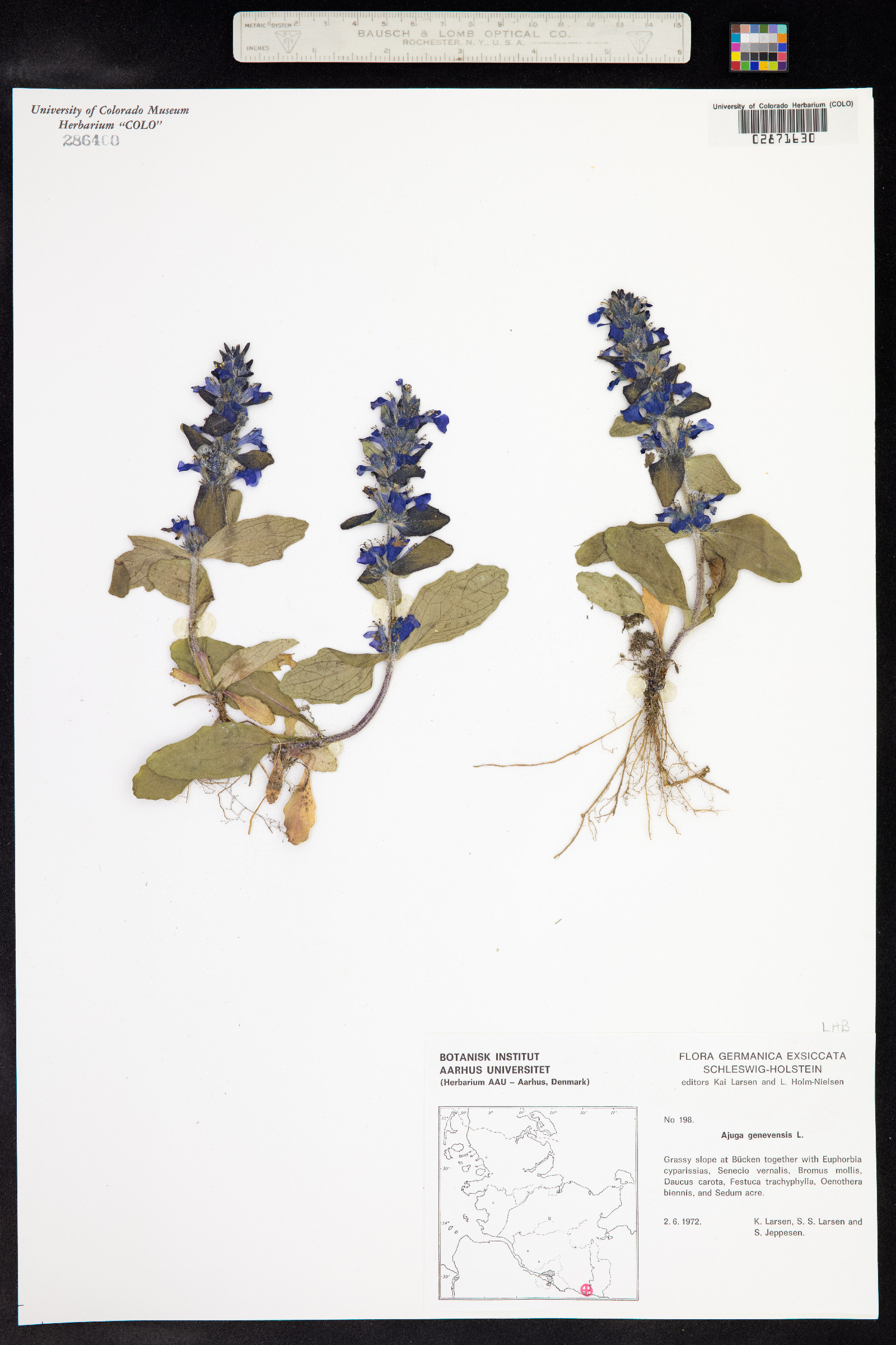 Ajuga genevensis image
