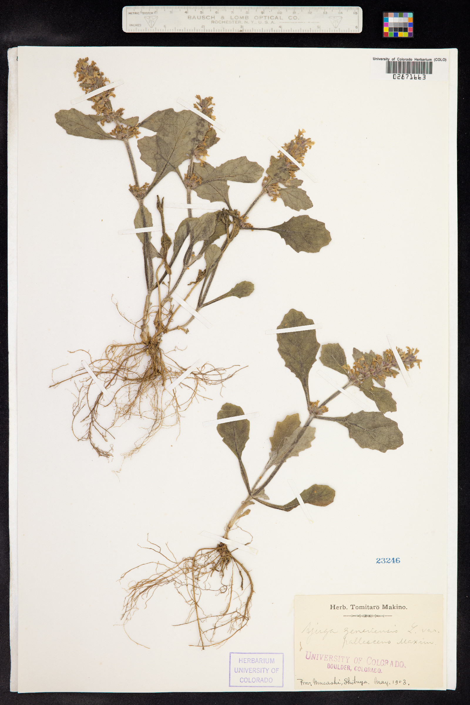 Ajuga genevensis image