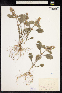 Ajuga genevensis image