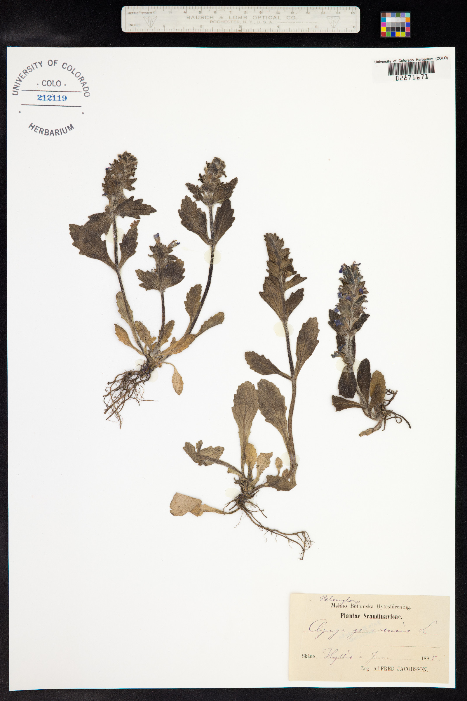 Ajuga genevensis image