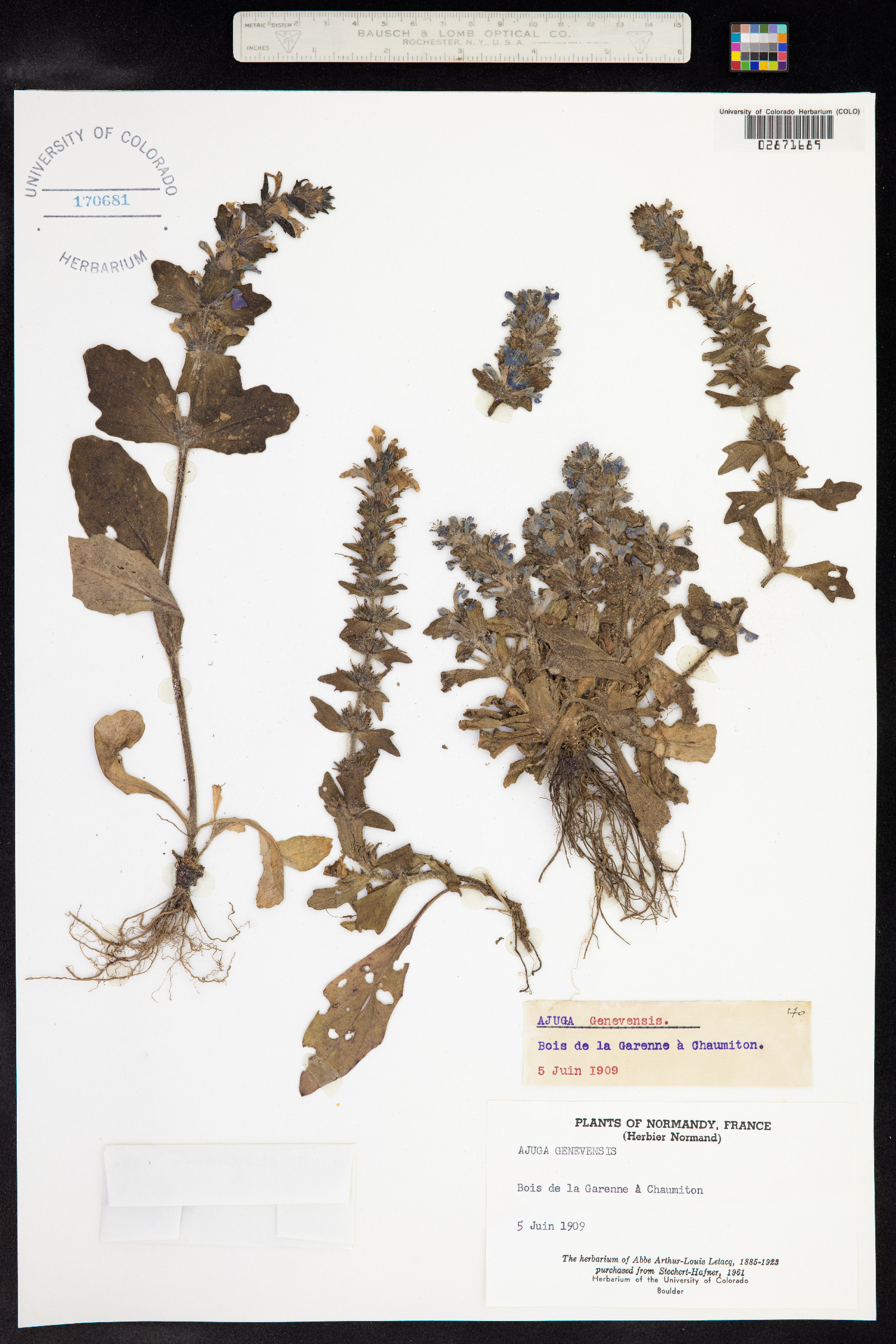 Ajuga genevensis image