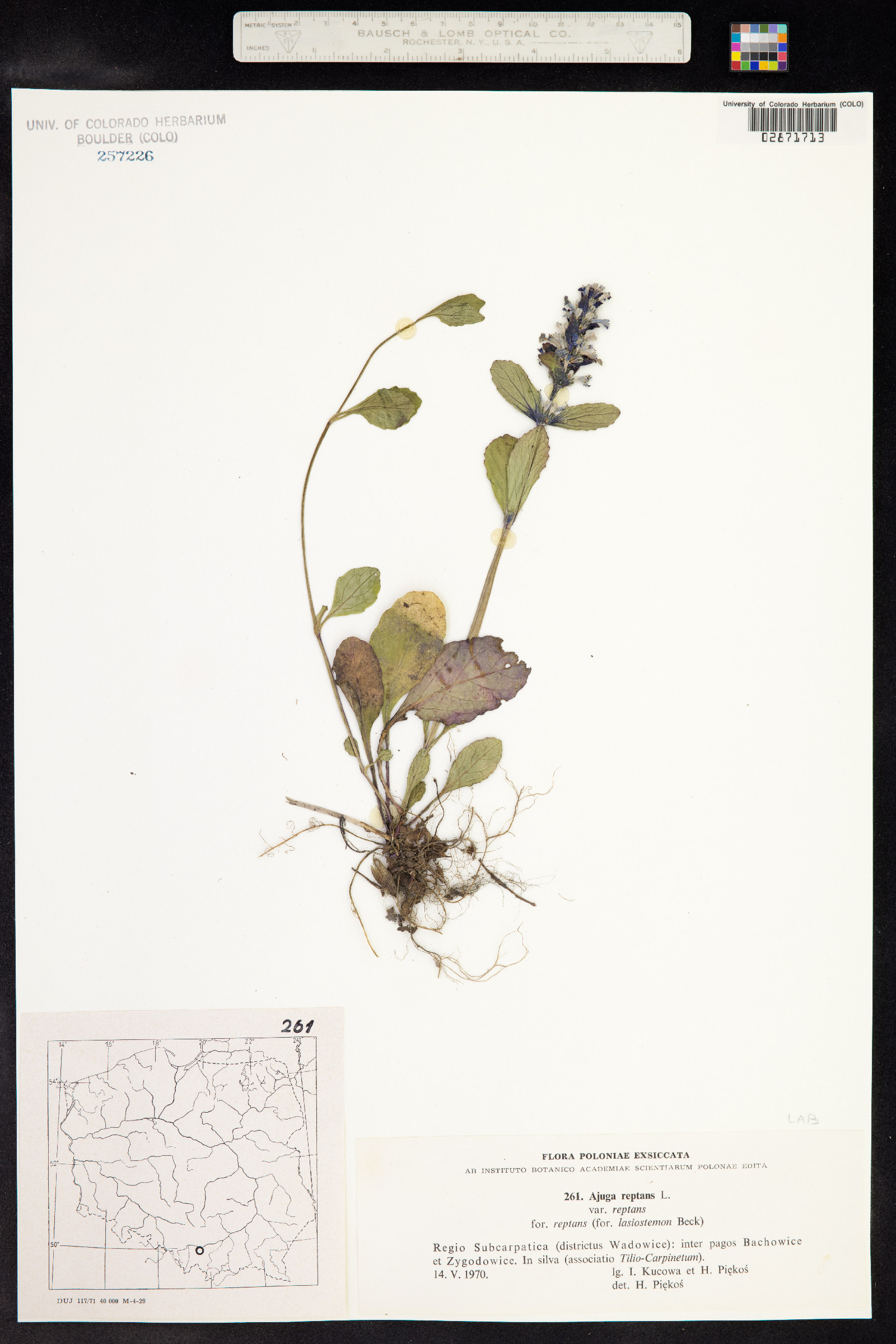 Ajuga reptans image