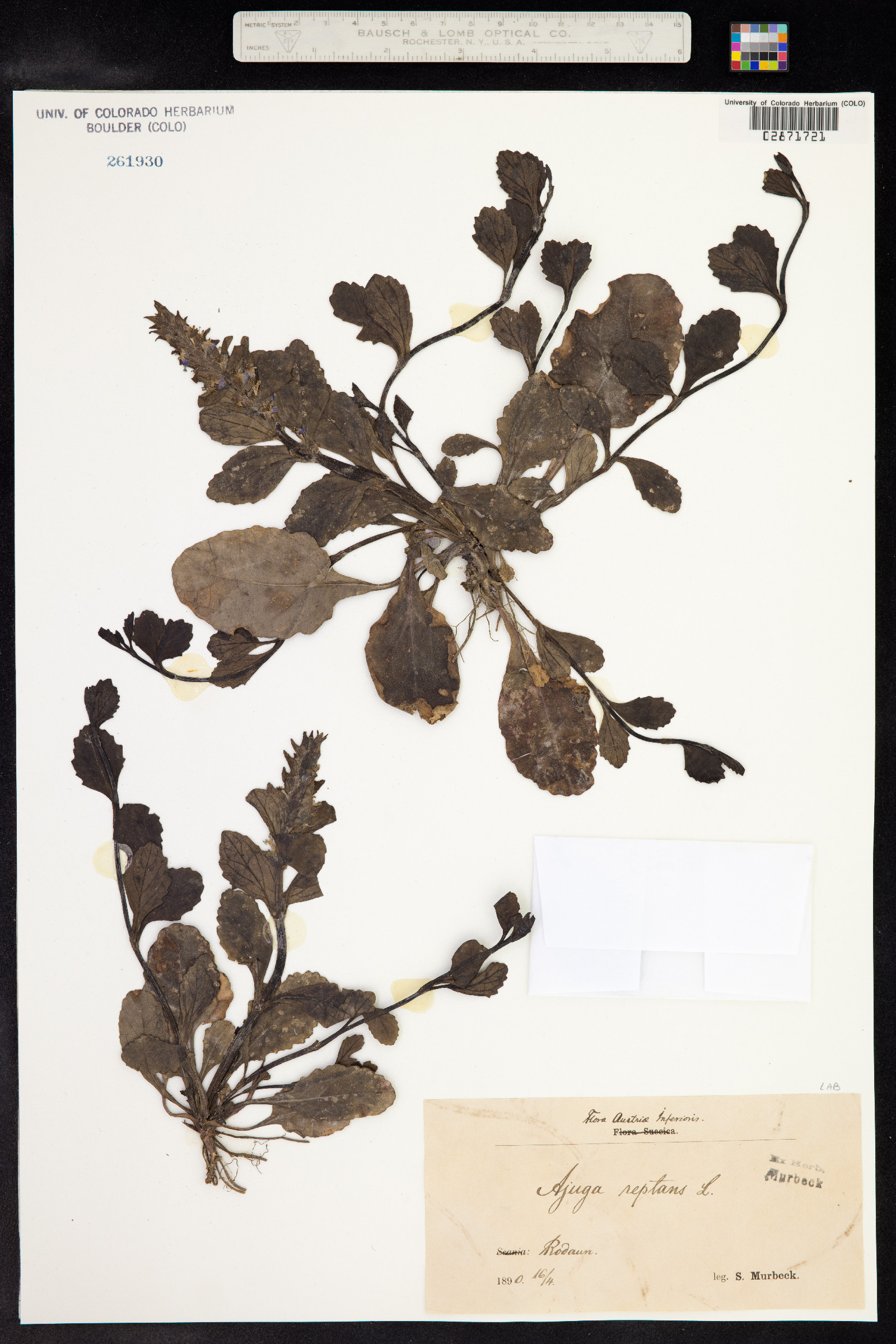 Ajuga reptans image