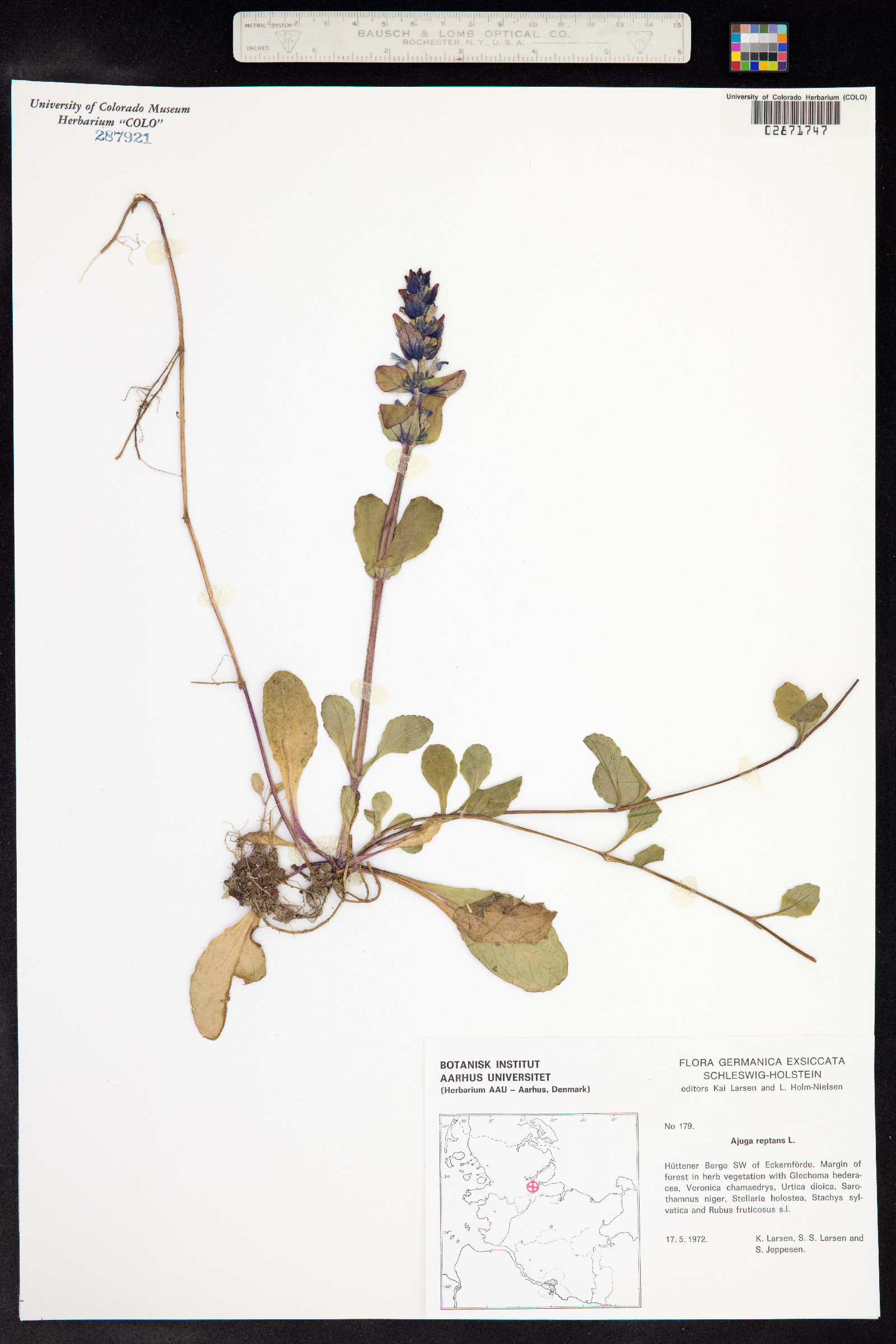 Ajuga image