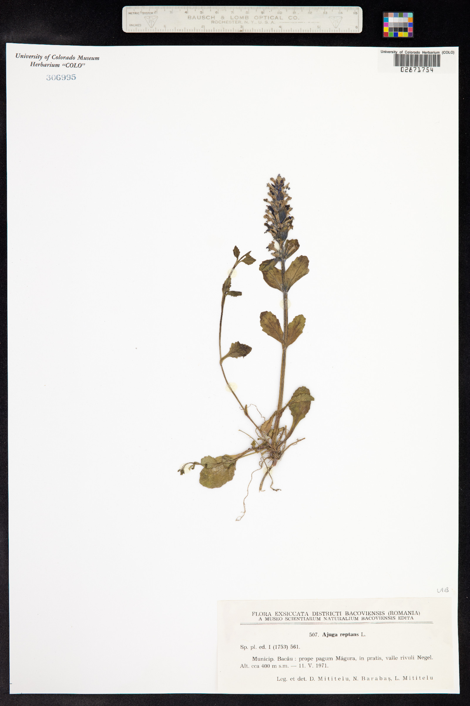 Ajuga reptans image
