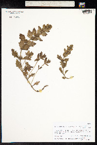 Ajuga integrifolia image