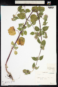 Ballota nigra image