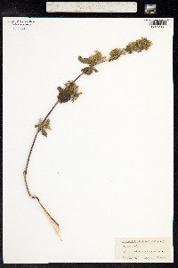 Ballota nigra image