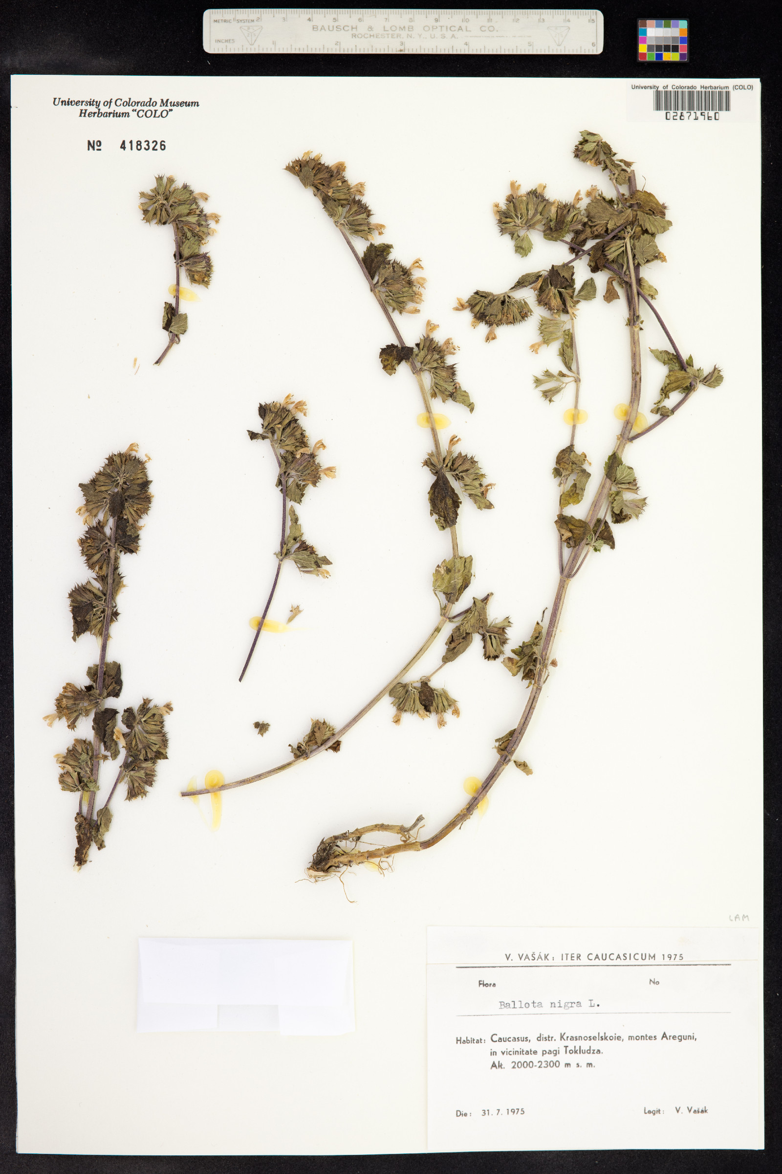 Ballota nigra image