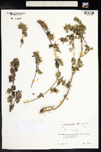 Ballota nigra image