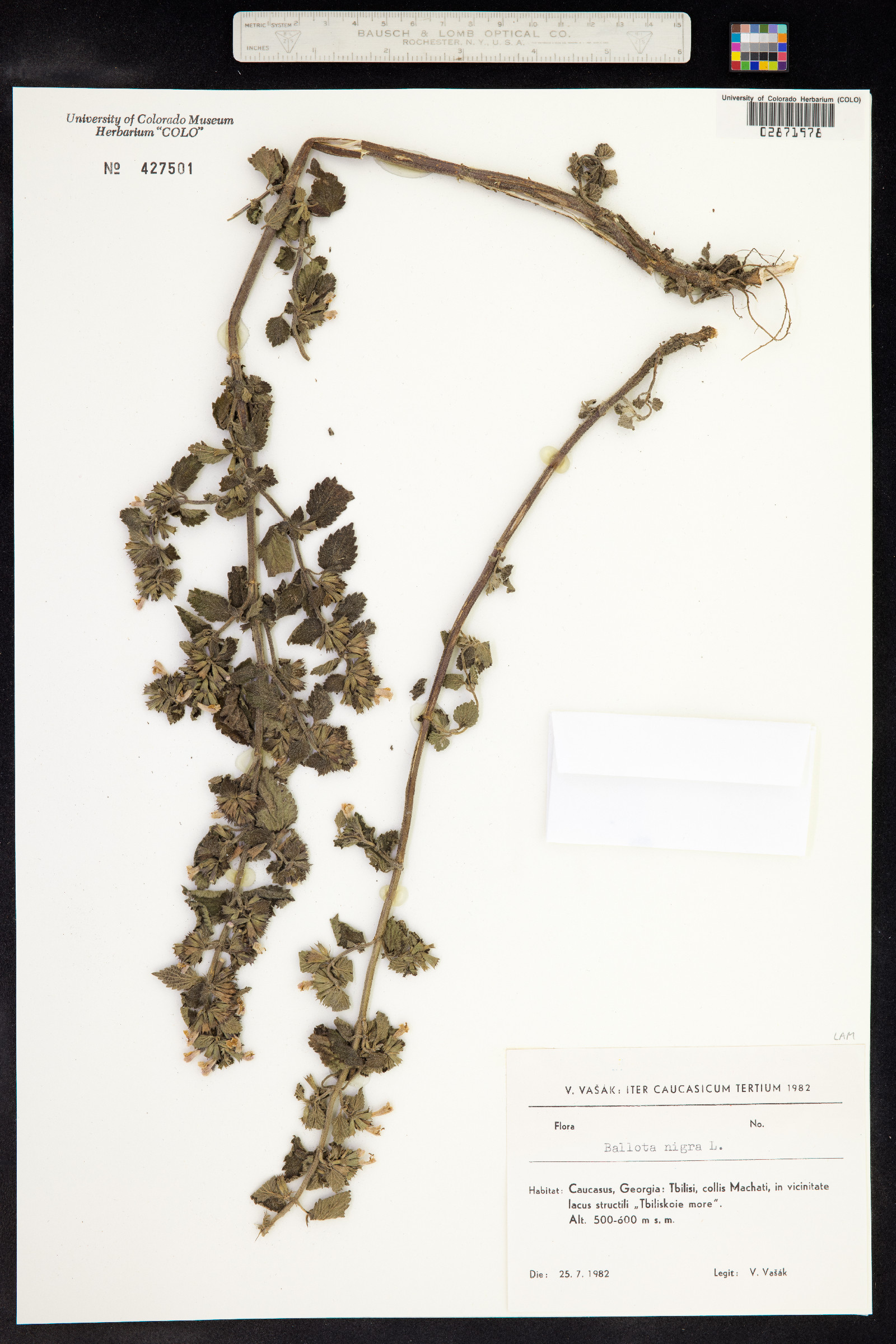 Ballota nigra image