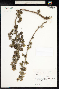 Ballota nigra image