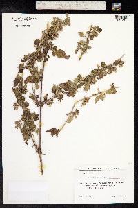 Ballota nigra image