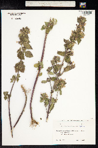 Ballota nigra image
