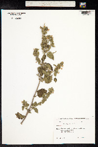 Ballota nigra image
