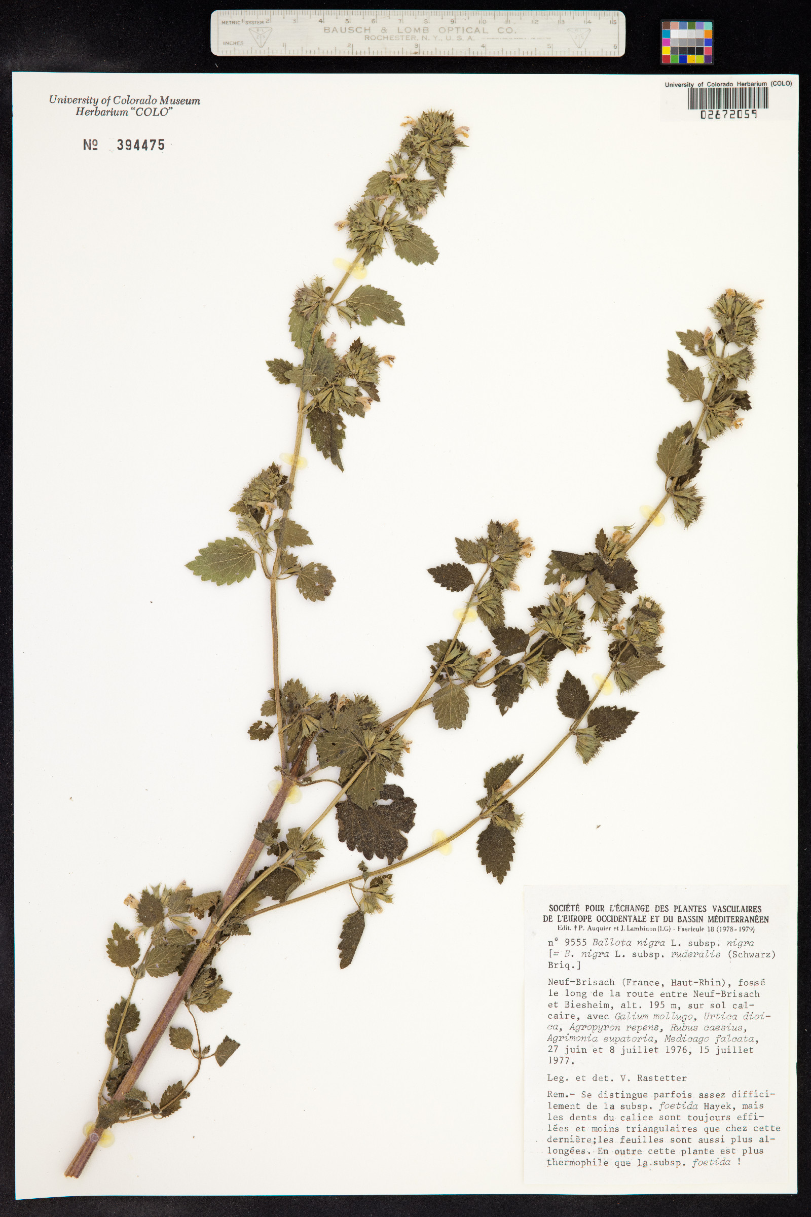 Ballota nigra image