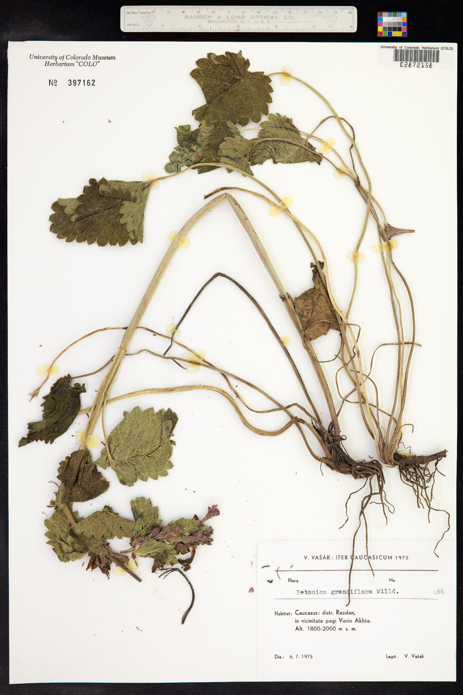 Stachys macrantha image