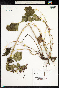 Stachys macrantha image