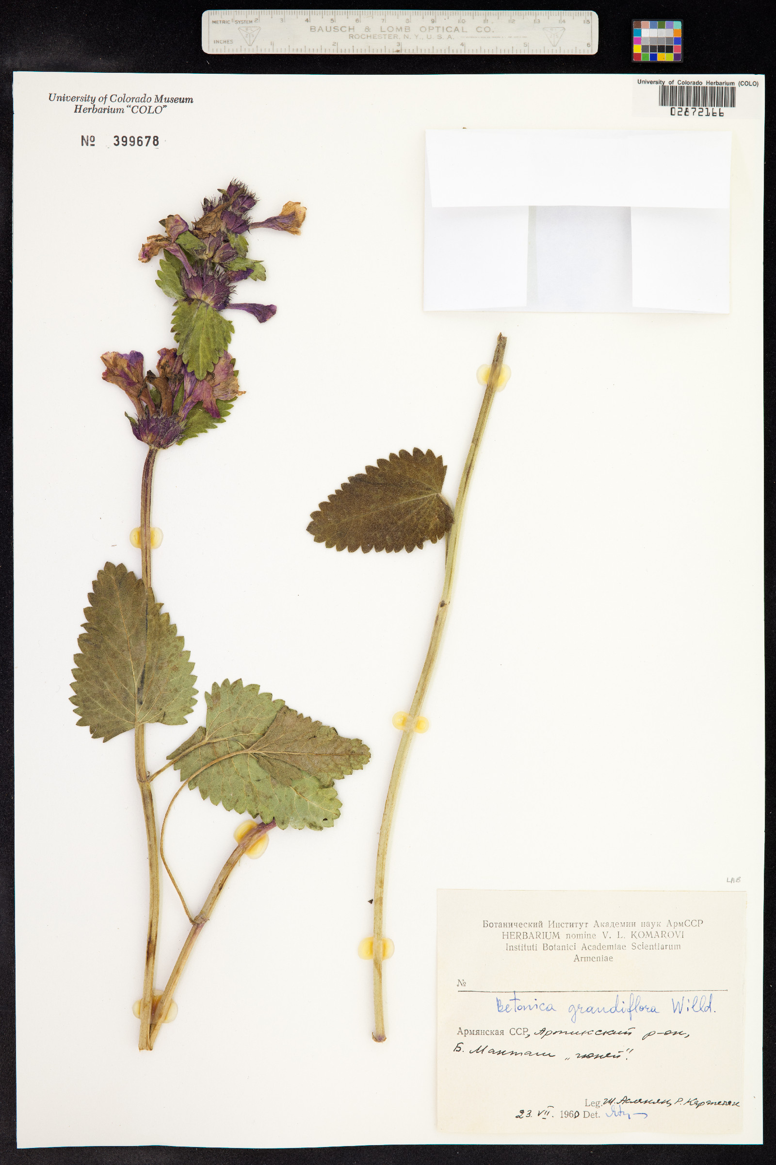 Stachys macrantha image