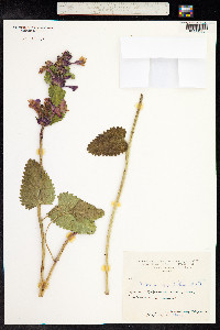 Stachys macrantha image