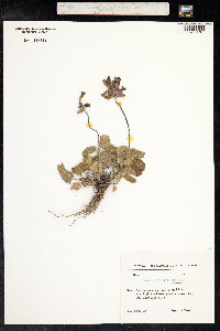 Stachys macrantha image