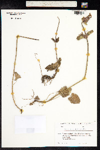 Stachys macrantha image