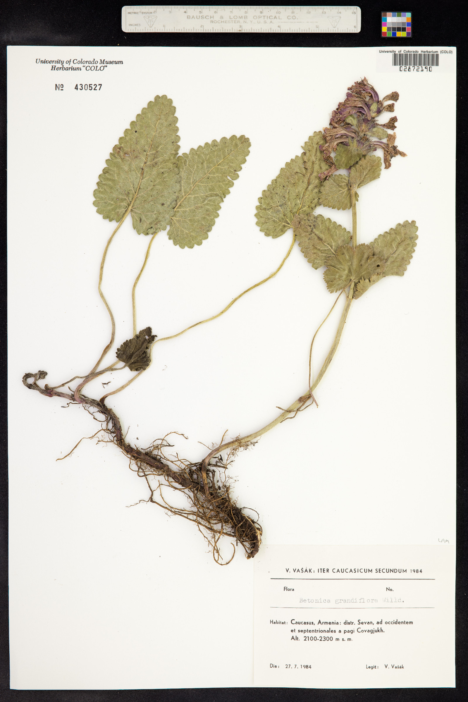 Stachys macrantha image