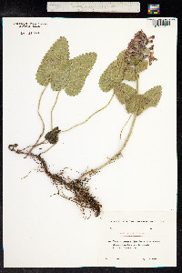 Stachys macrantha image