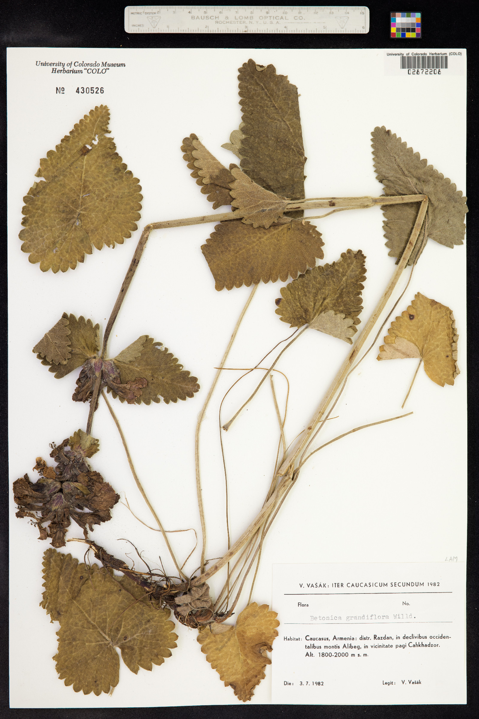 Stachys macrantha image