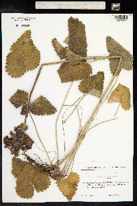 Stachys macrantha image