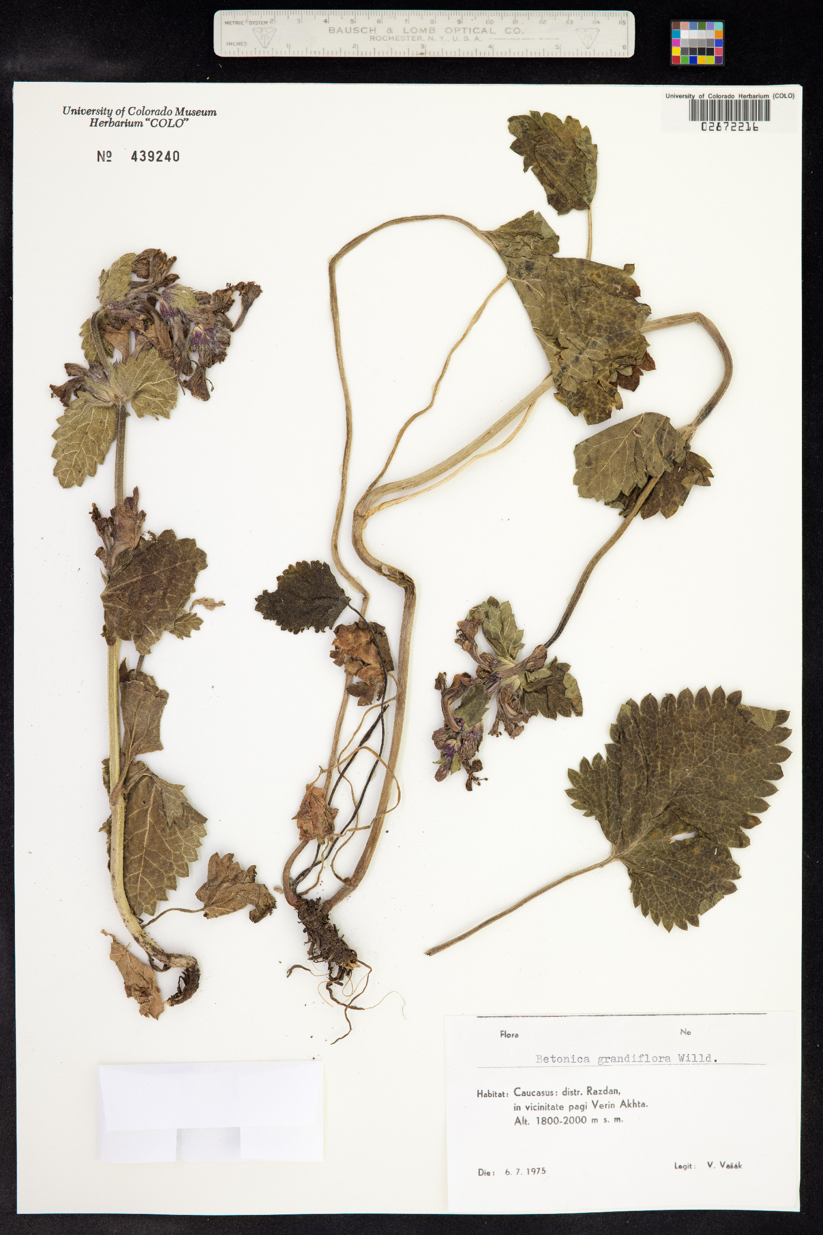 Stachys macrantha image