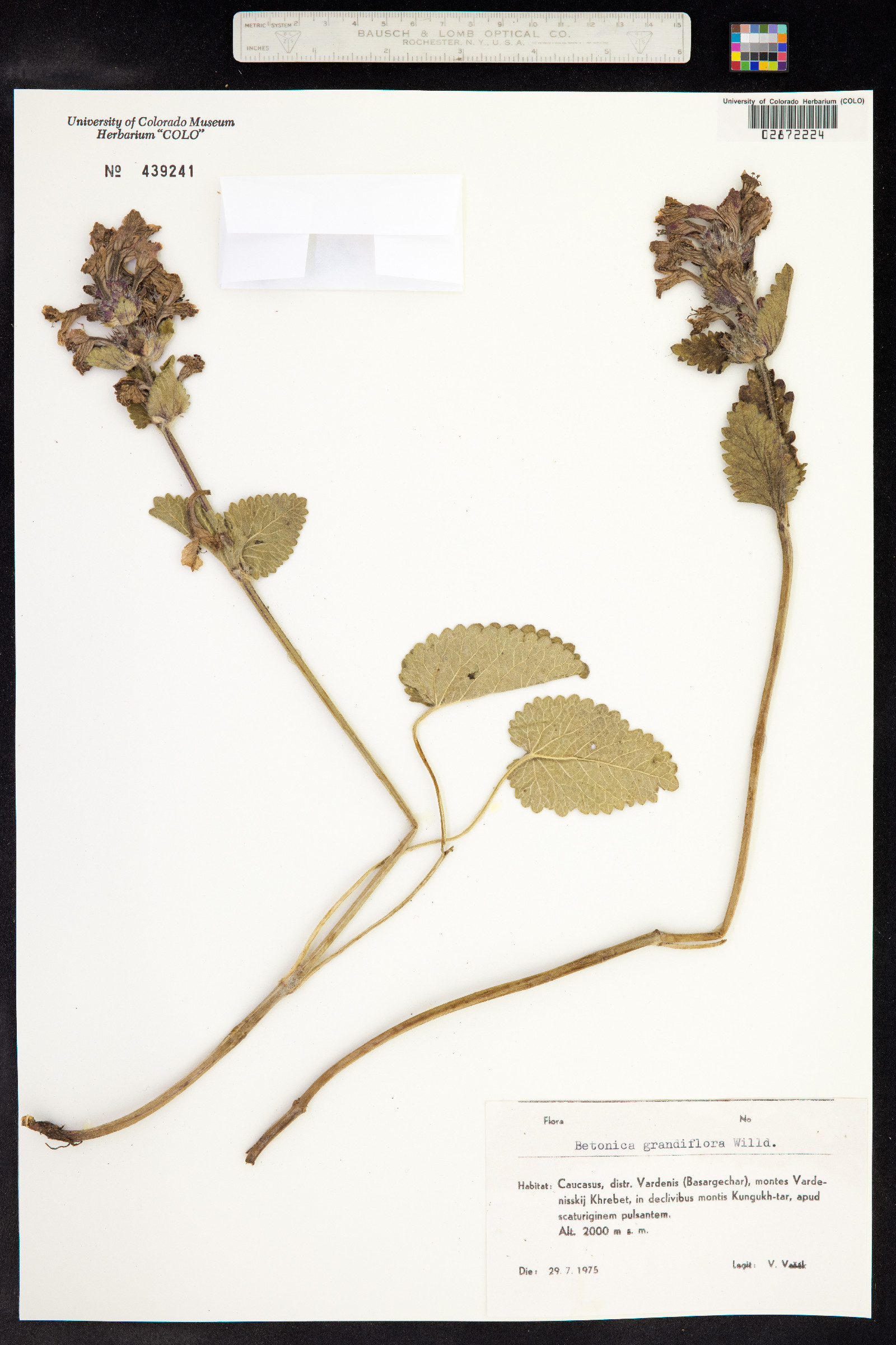 Stachys macrantha image