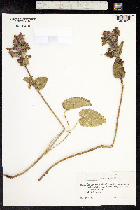 Stachys macrantha image