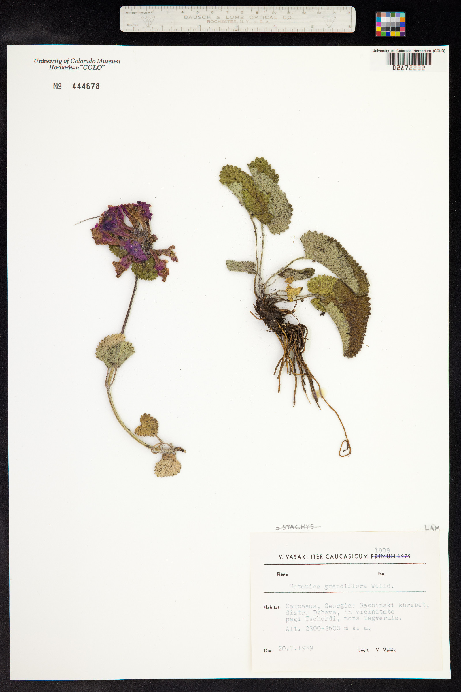 Stachys macrantha image