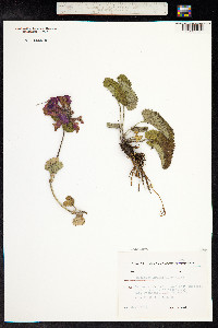 Stachys macrantha image