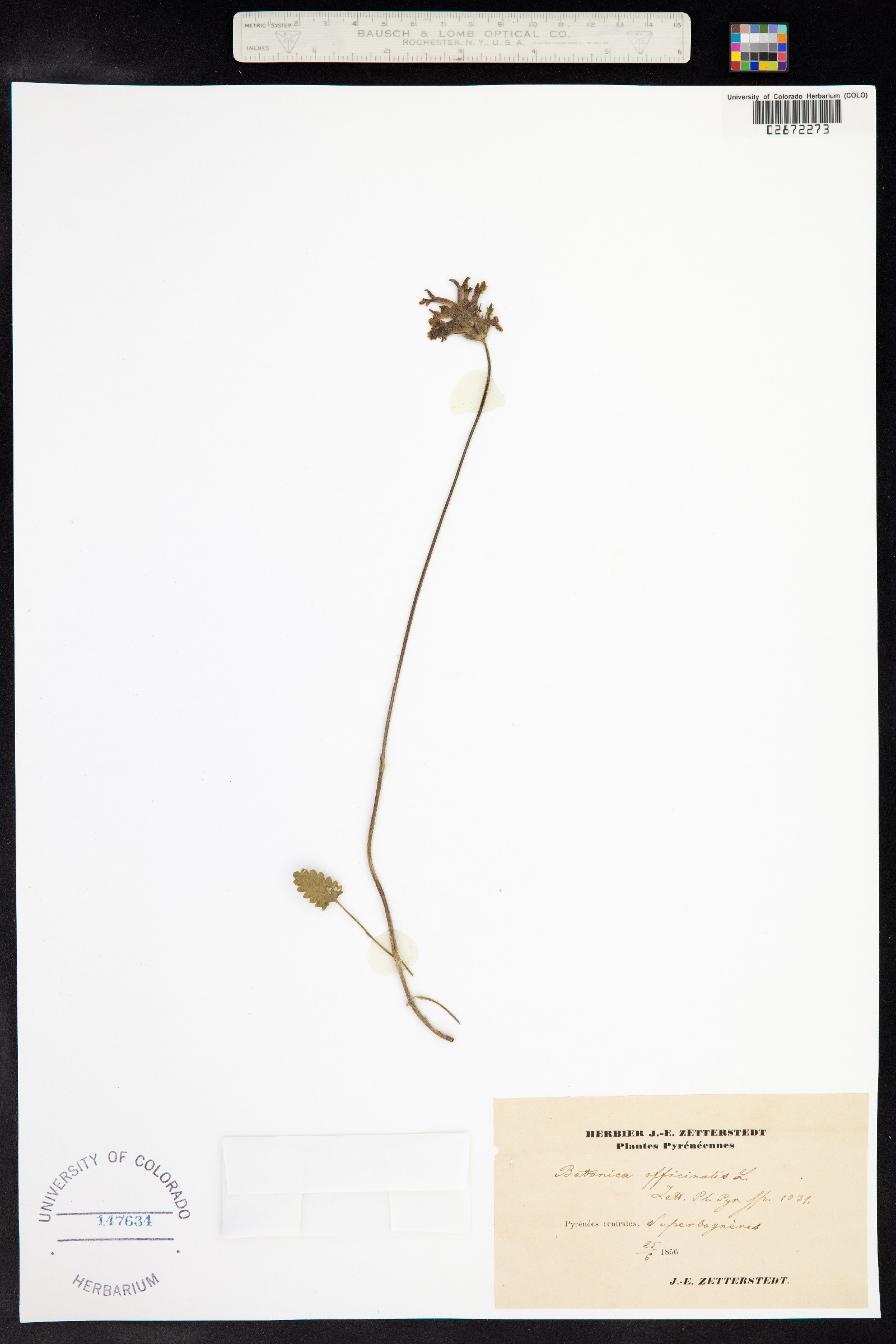 Stachys officinalis image