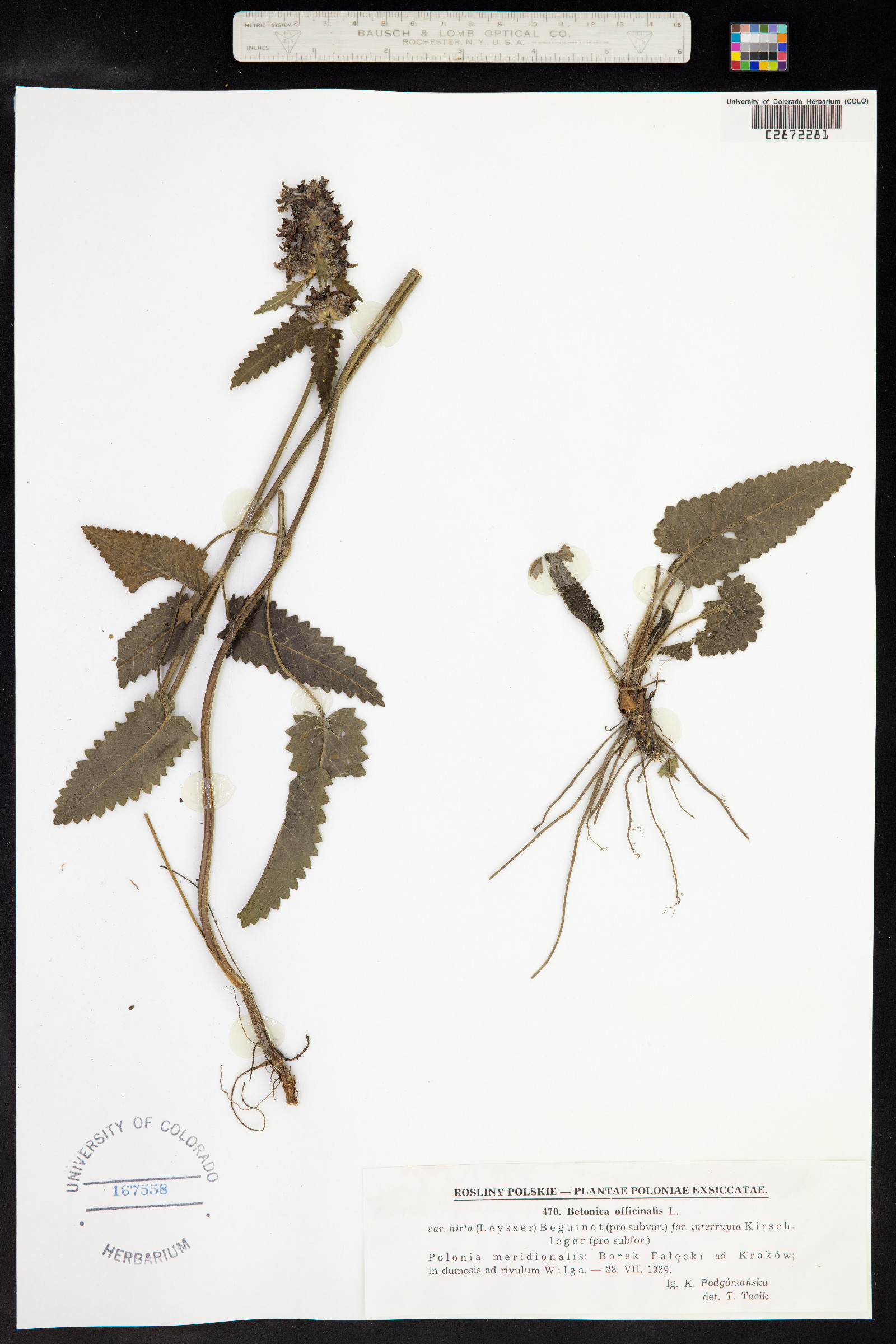 Stachys officinalis image