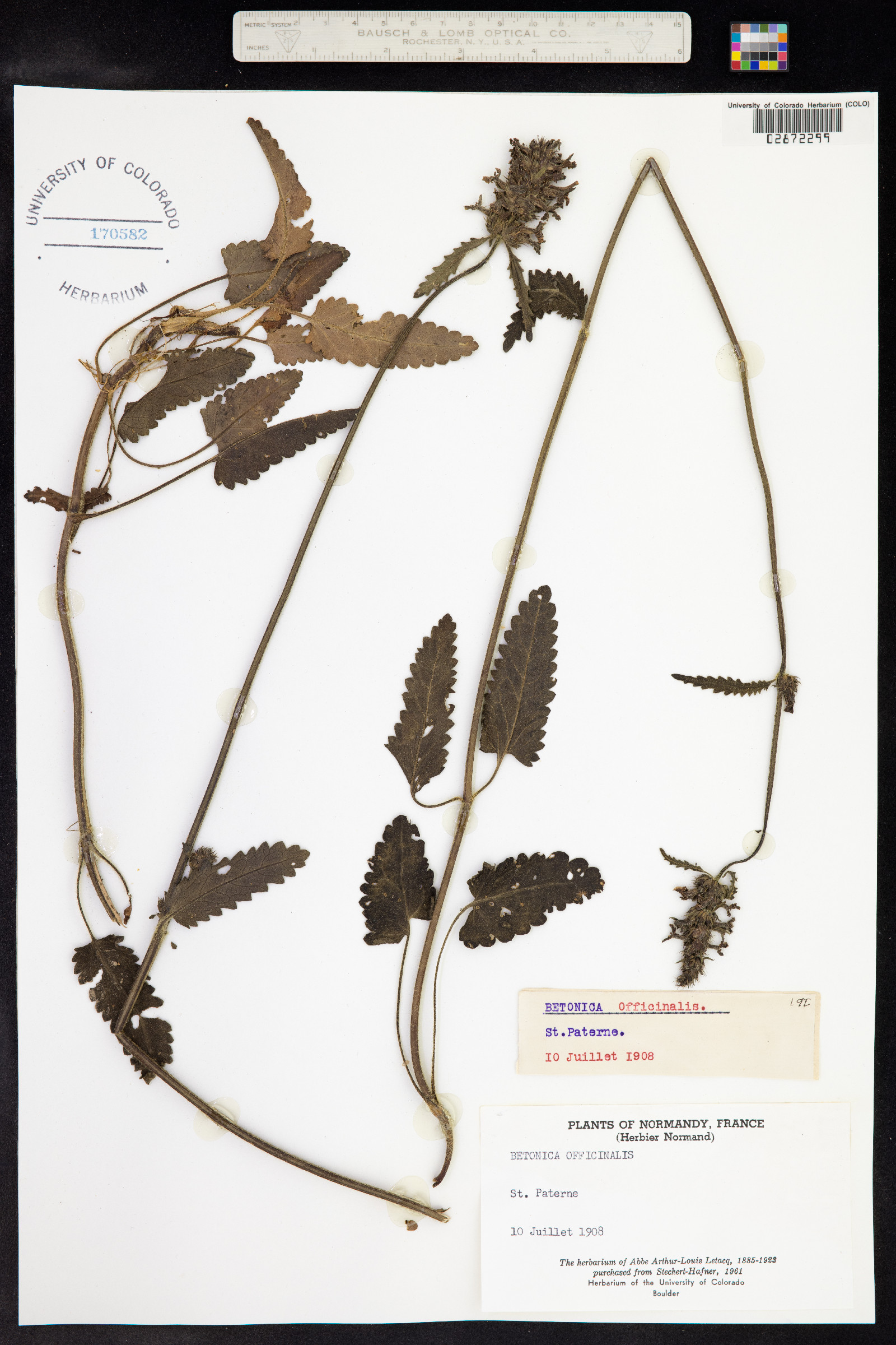Stachys officinalis image