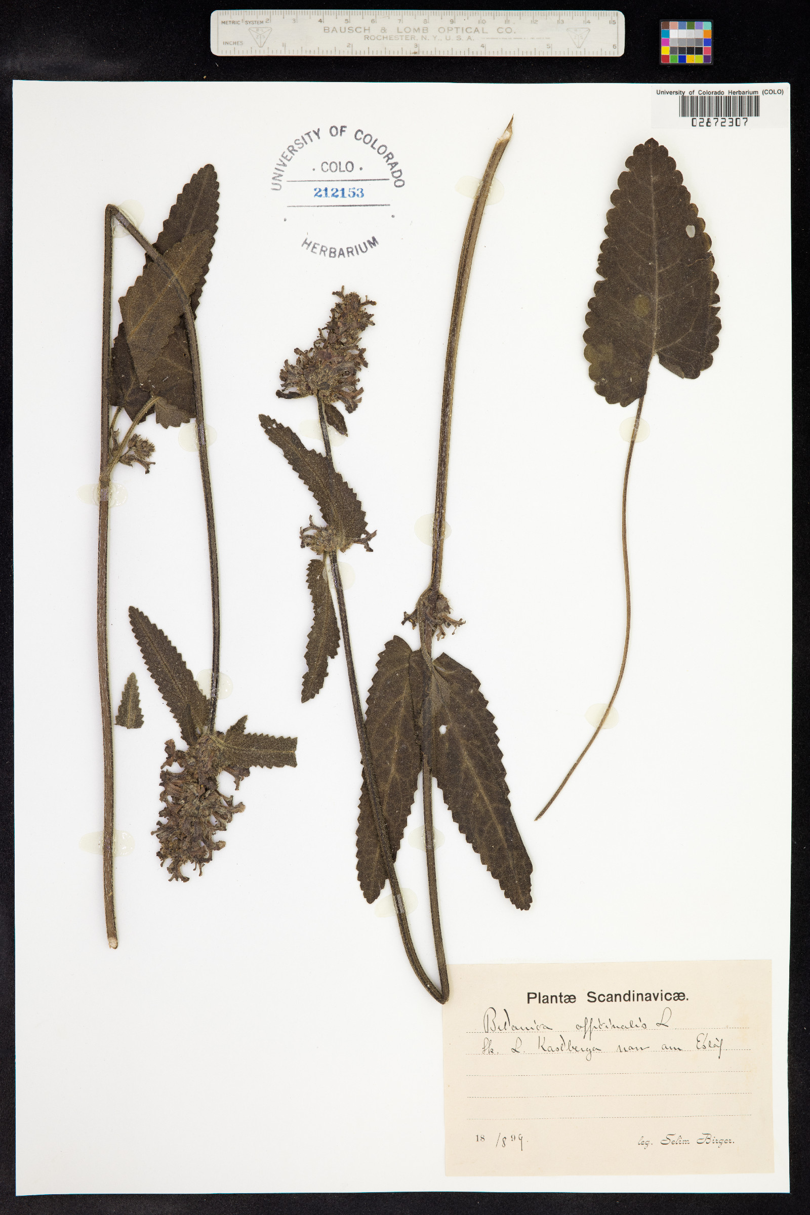Stachys officinalis image
