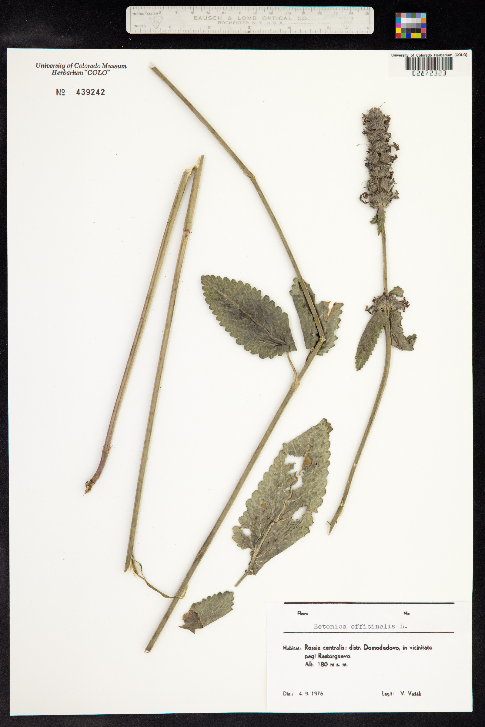 Stachys officinalis image