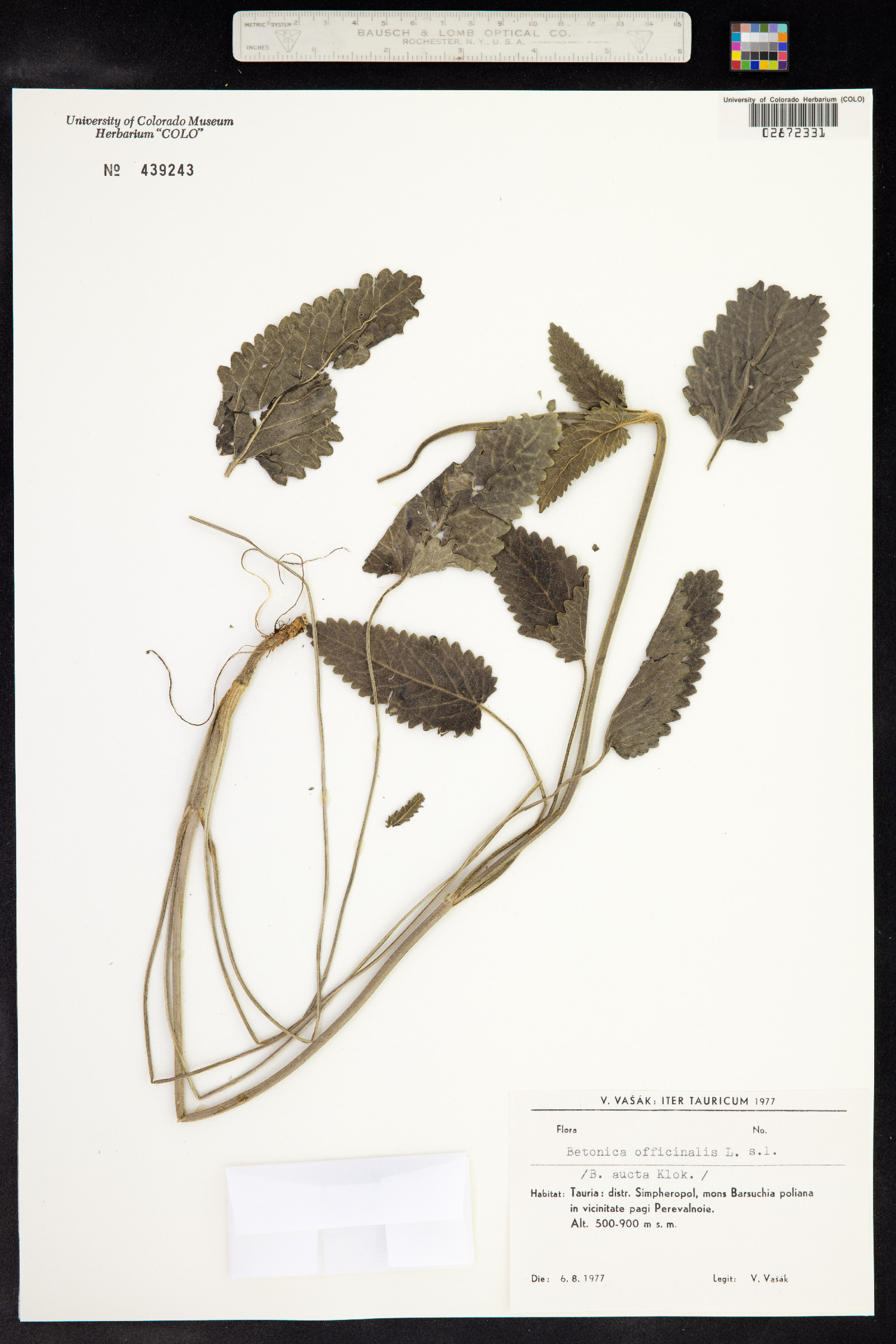 Stachys officinalis image