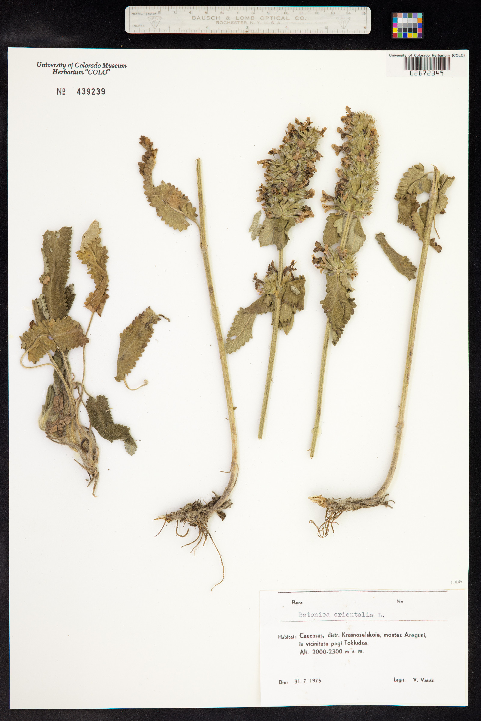 Stachys officinalis image