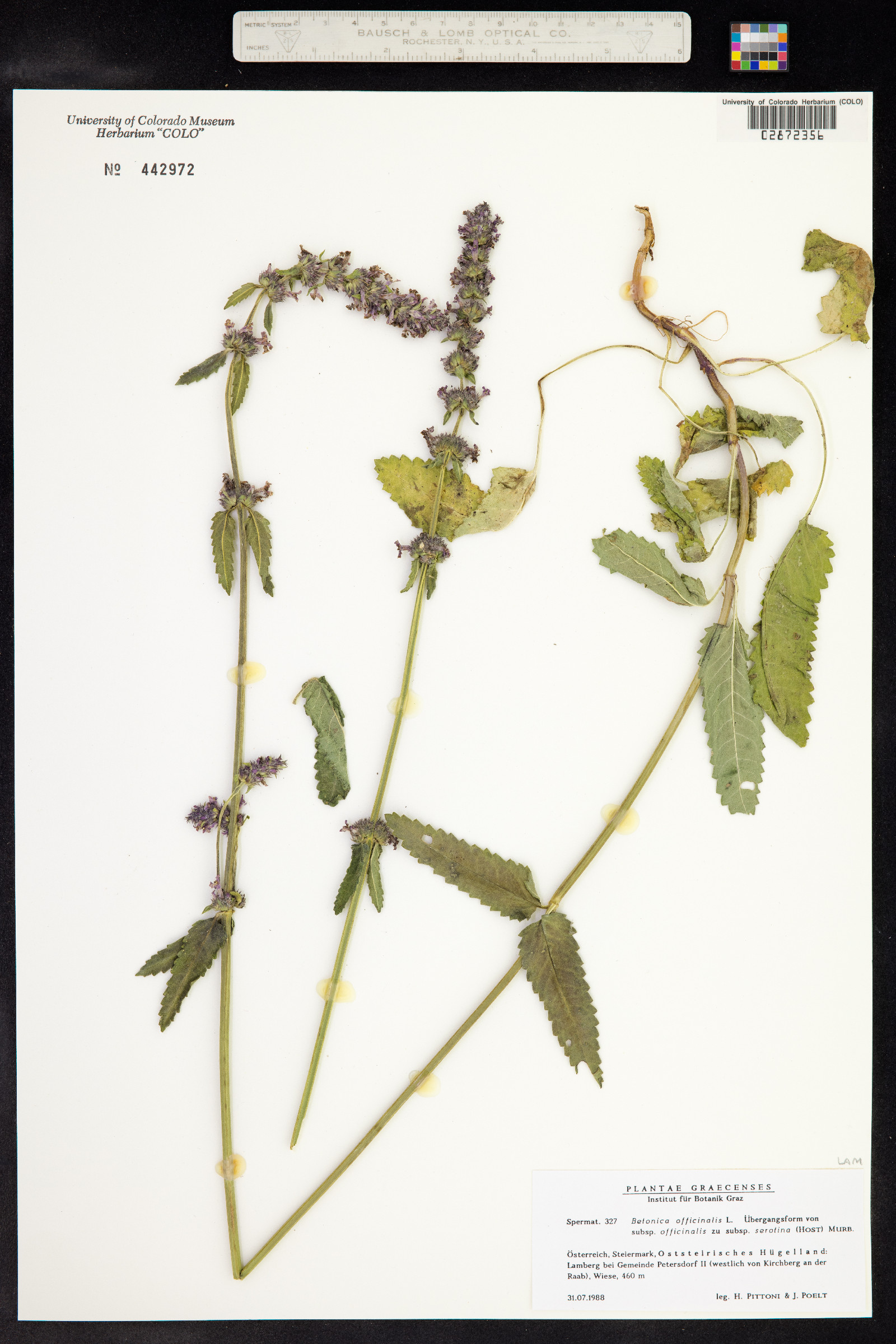 Stachys officinalis image