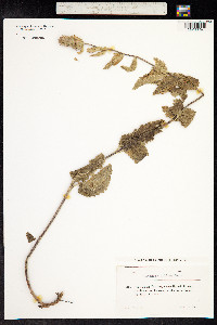 Stachys officinalis image
